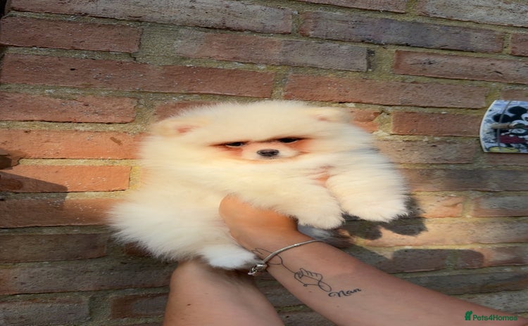 Pomeranian dogs - Advert 4