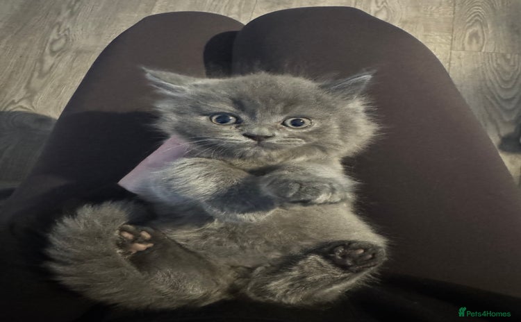 British Longhair cats - Advert 12