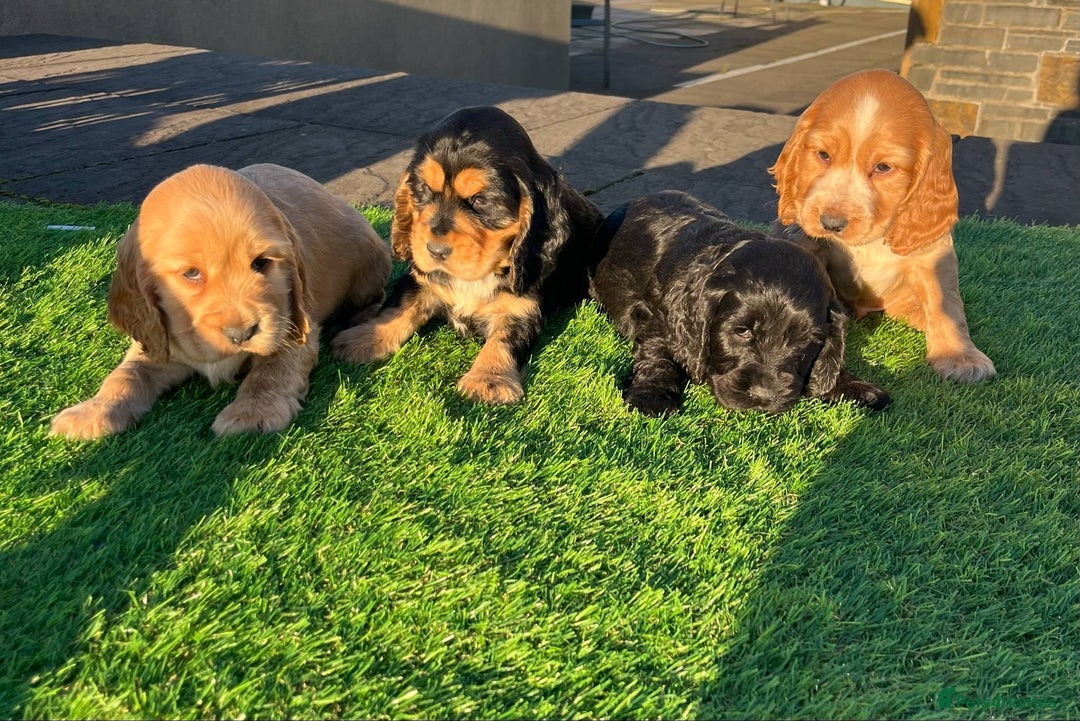 Cocker Spaniel dogs for sale: KC Registered Show Type Cocker Spaniels - Advert 5