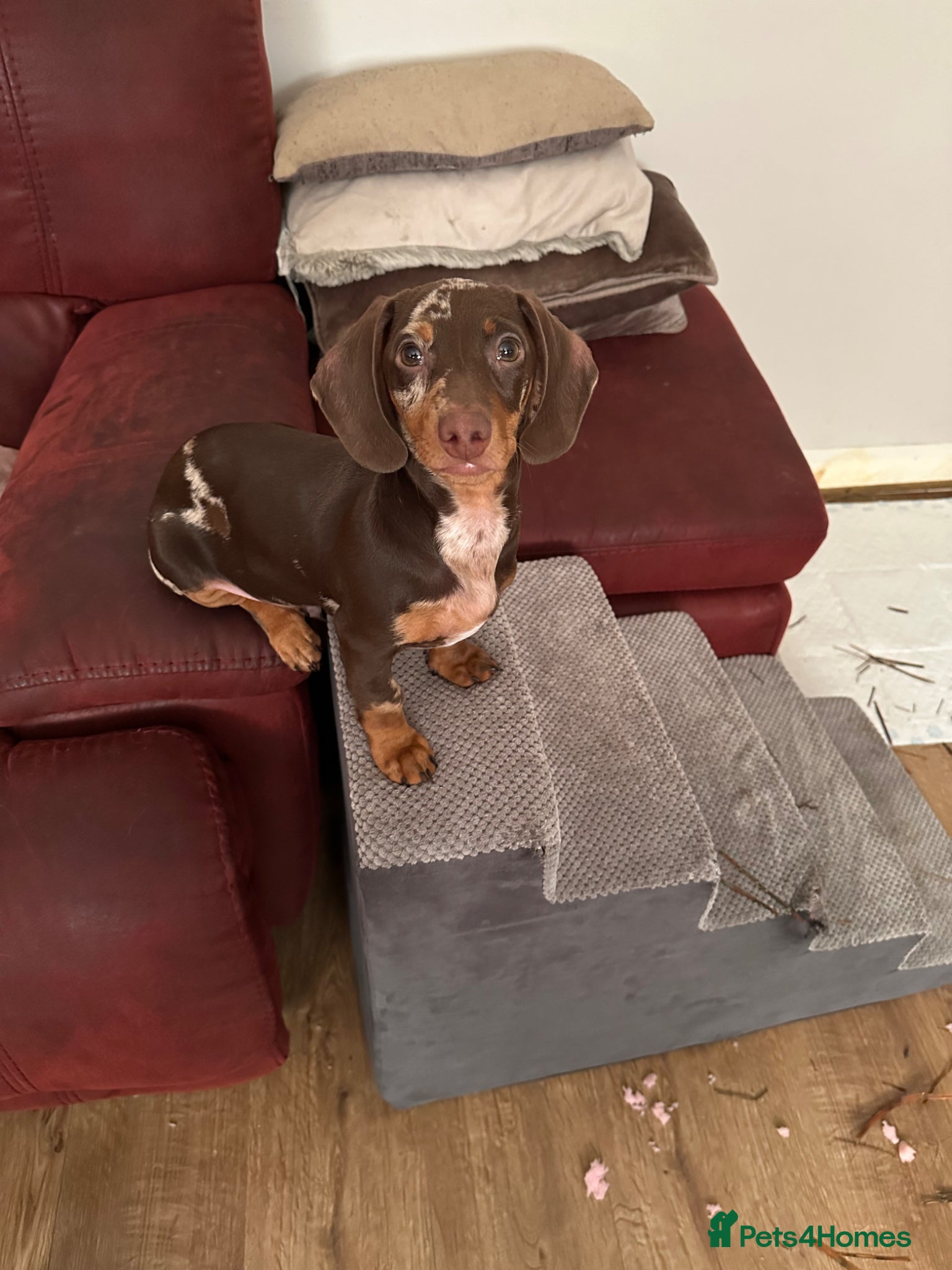 Dachshund dogs for sale: dachshund boy & girl 5 months - Advert 4