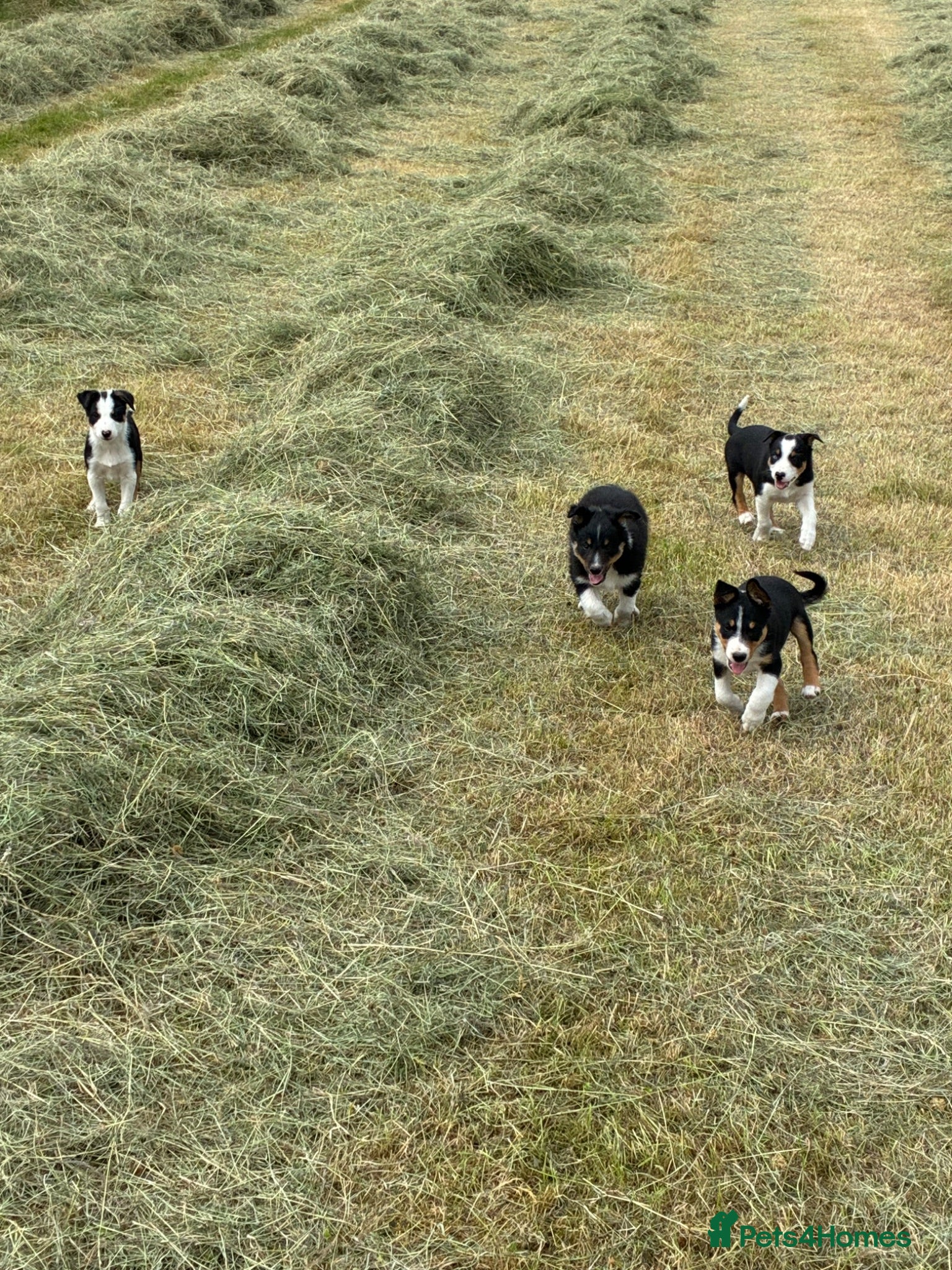 Border Collie dogs Border collie puppies  - Advert 7