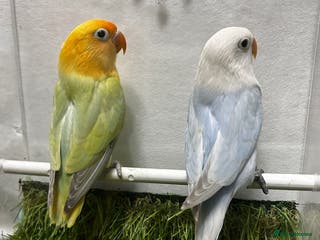 Lovebirds birds Beautiful mutation fisher opline lovebirds - Advert 2