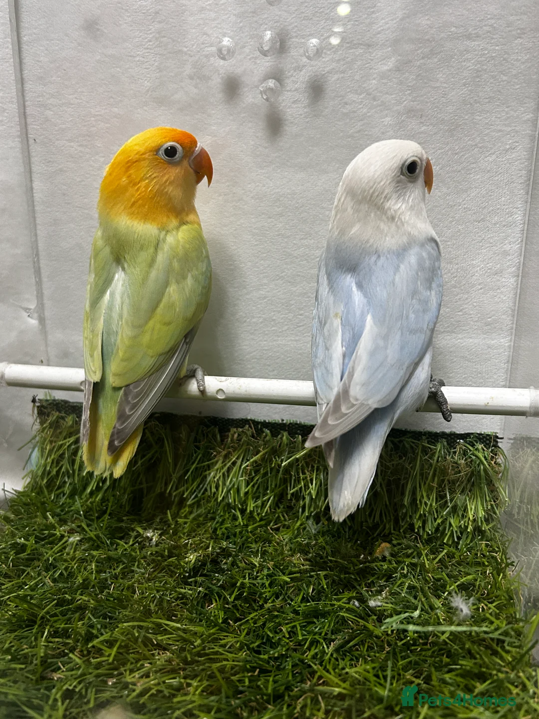Lovebirds birds for sale: Beautiful mutation fisher opline lovebirds   - Advert 1