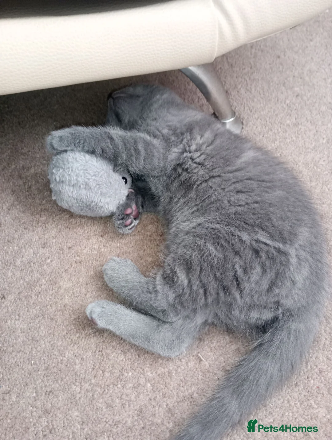 Mixed Breed cats for sale: British shorthair boy for sale in Boston - Advert 2