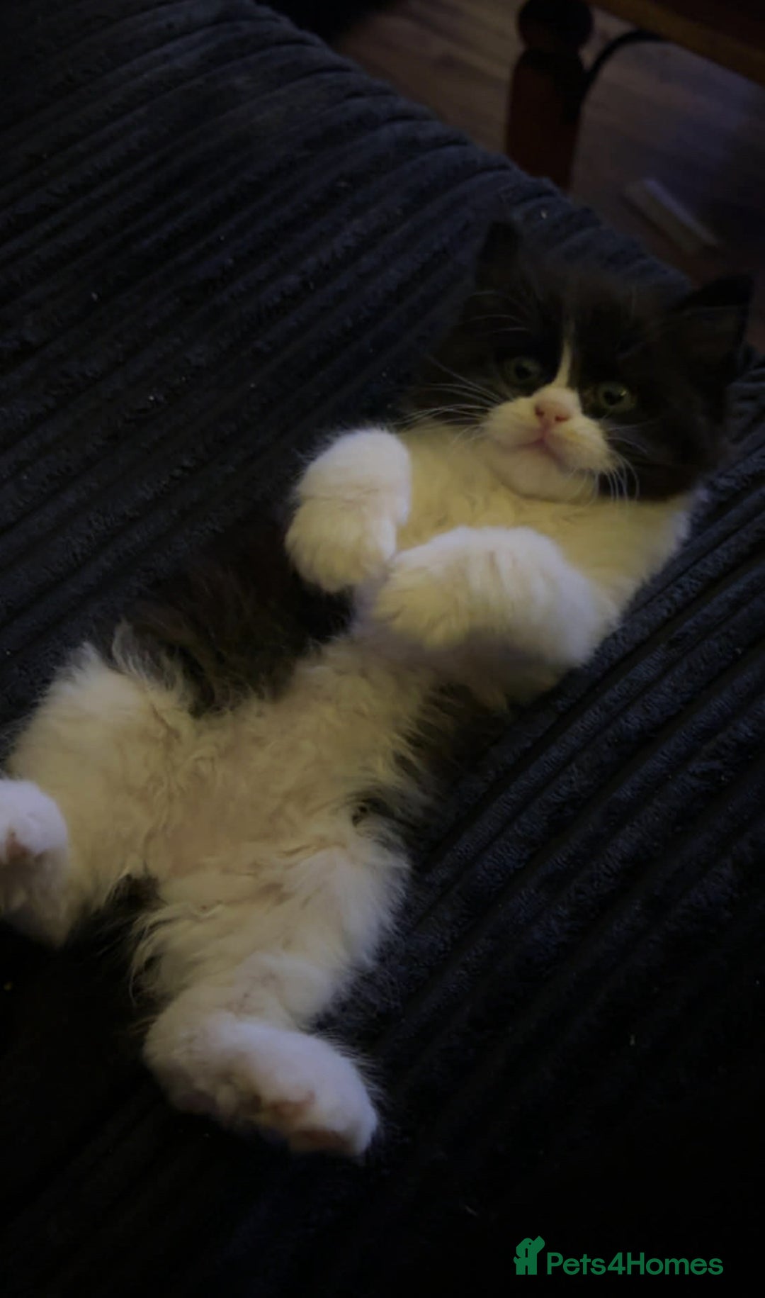 Ragdoll cats for sale: Beautiful Ragdoll kittens, ready now - Advert 10