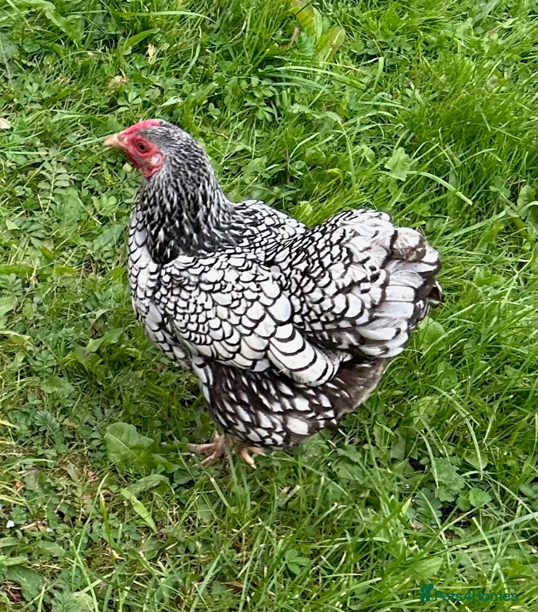 Chickens poultry for sale: Two Wyandotte Chickens For Sale - Image 3