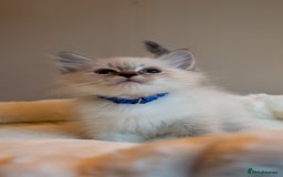 Siberian cats for sale: Hypoallergenic Siberian Neva Kittens Blue eyes - Image 8