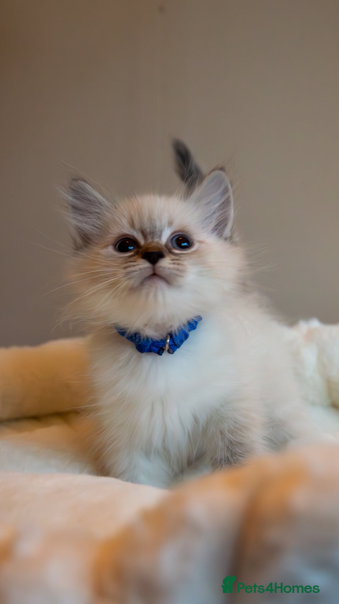 Siberian cats for sale: Hypoallergenic Siberian Neva Kittens Blue eyes - Image 8