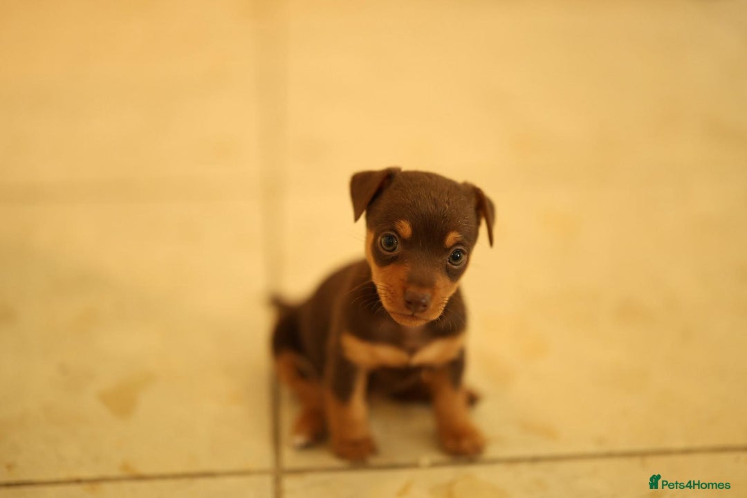 Jack Russell dogs for stud: Chocolate and tan short legged stud in Herne Bay - Advert 9