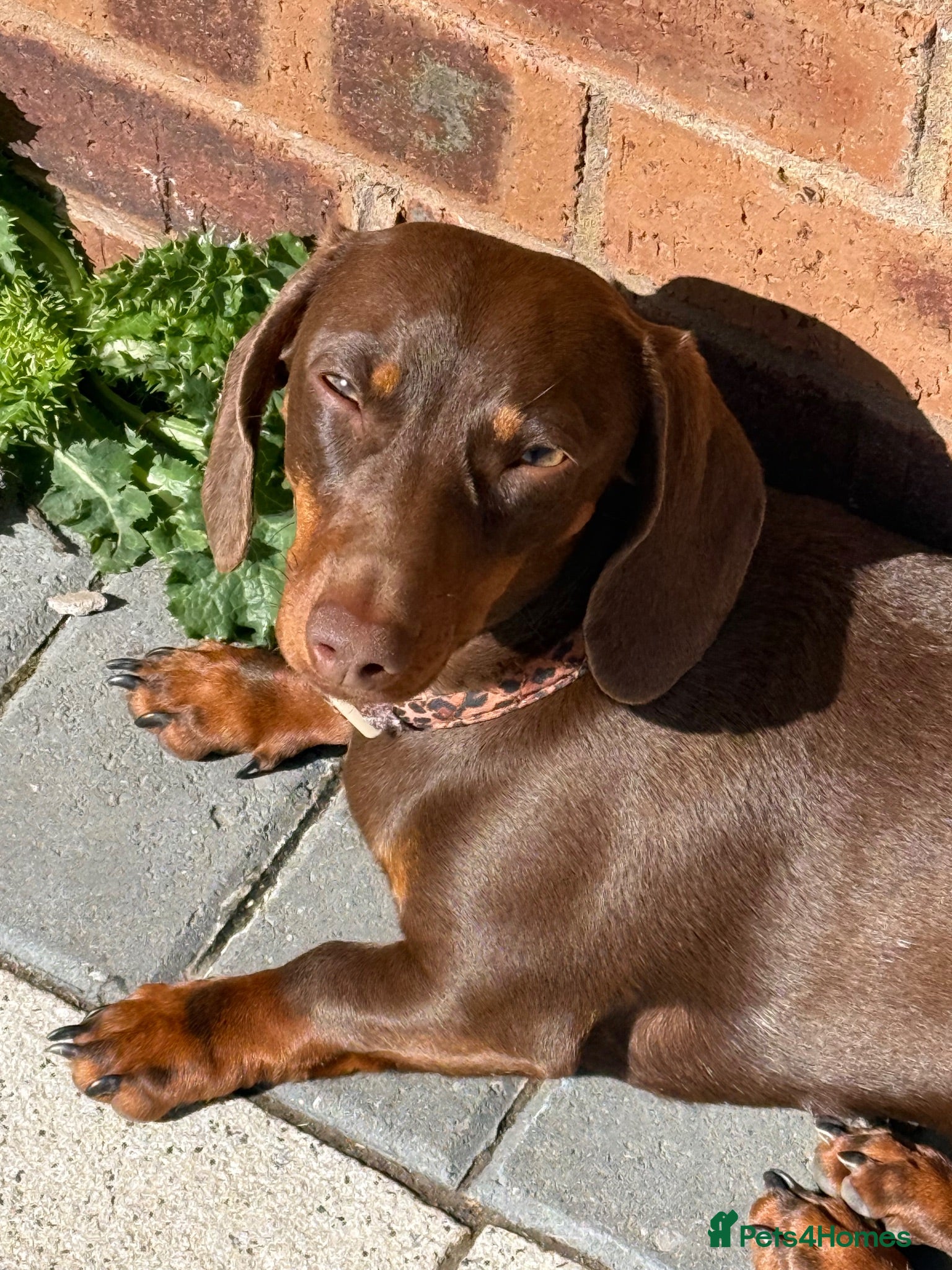 Miniature Dachshund dogs Miniature dachshunds looking for new home!! - Advert 7