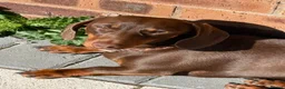 Miniature Dachshund dogs for sale: Miniature dachshunds looking for new home!! - Advert 1