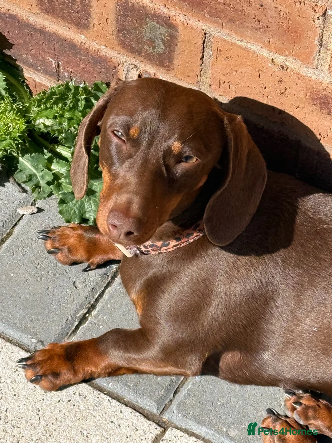 Miniature Dachshund dogs for sale: Miniature dachshunds looking for new home!! - Advert 1