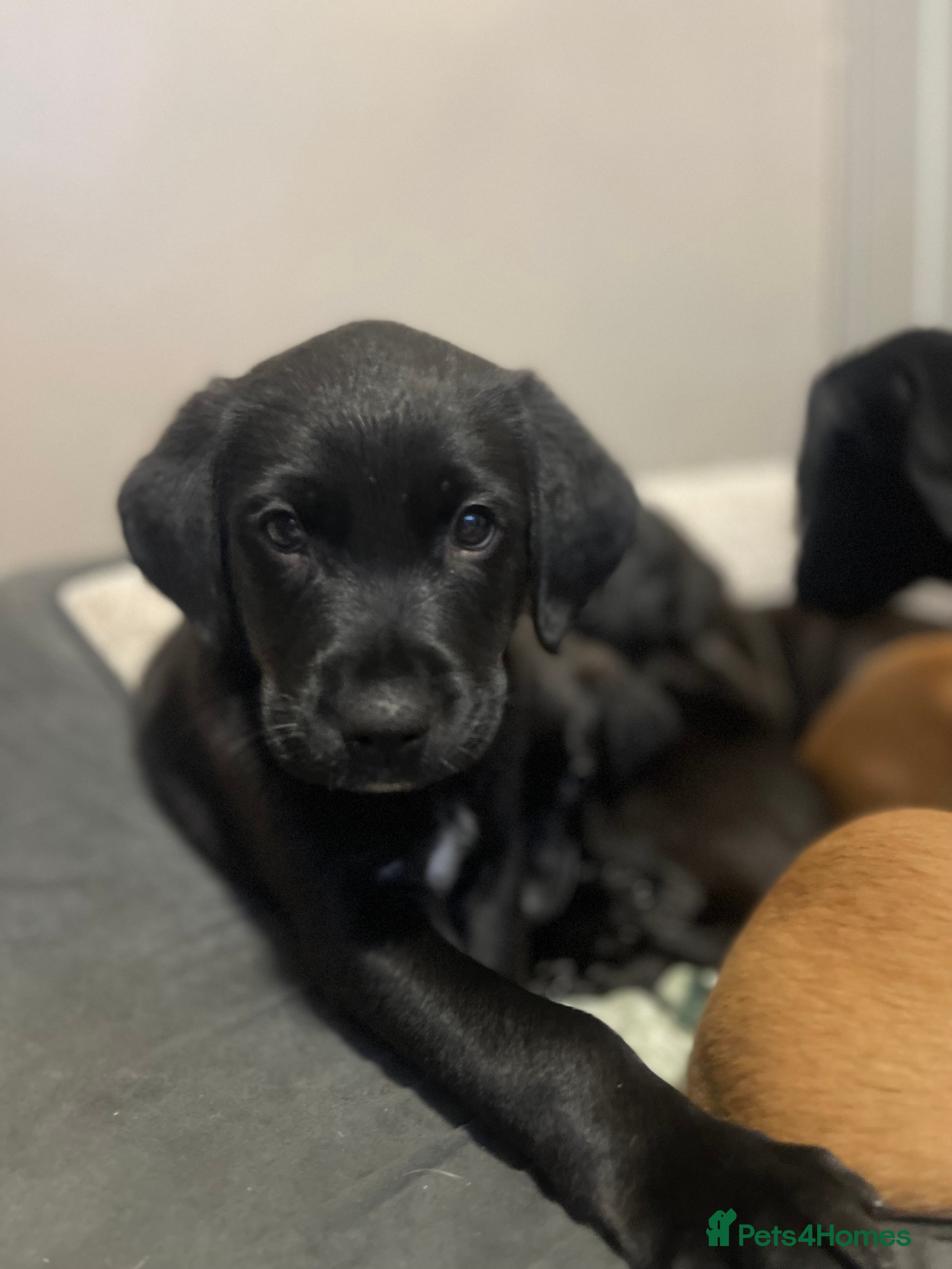 Mixed Breed dogs Labrador Retriever x Podenco Puppies - Advert 6