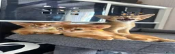 Abyssinian cats for sale: TICA Abyssinian kittens  - Advert 6