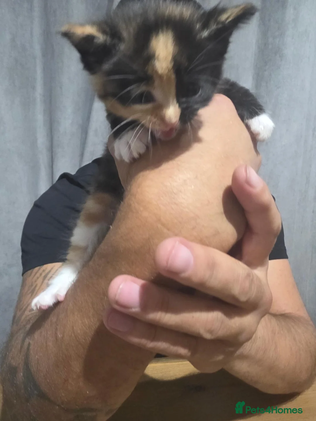 Mixed Breed cats for sale: gorgeous kittens - Advert 2