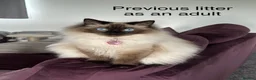 Ragdoll cats for sale: GCCF Registered Ragdoll Kittens - Advert 27