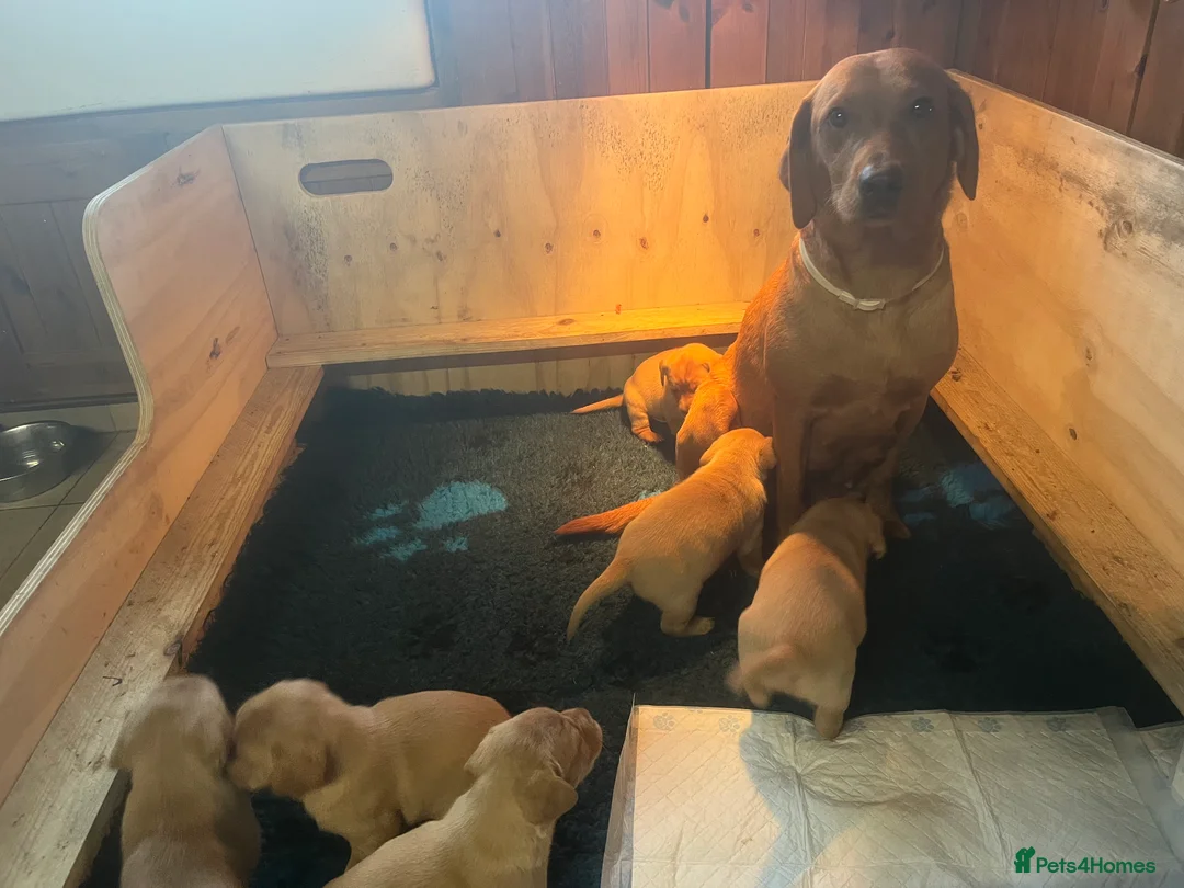 Labrador Retriever dogs for sale: Beautiful Labrador puppies  - Advert 2