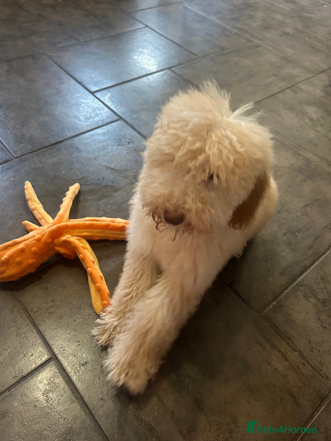 Mixed Breed dogs for sale: Miniature Poodle Female Pup  - Advert 9