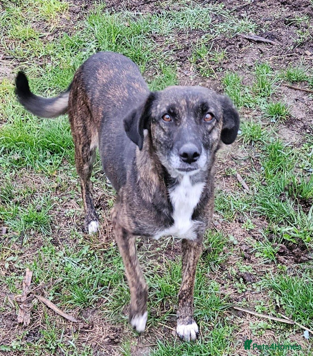 Mixed Breed dogs for adoption: LOLA – Gentle Soul, Bright Eyes & Pure Devotion🤍 - Advert 5