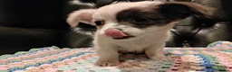 Chihuahua dogs for sale: Chihuahua Puppies for sale, Ready for loving homes - Advert 20