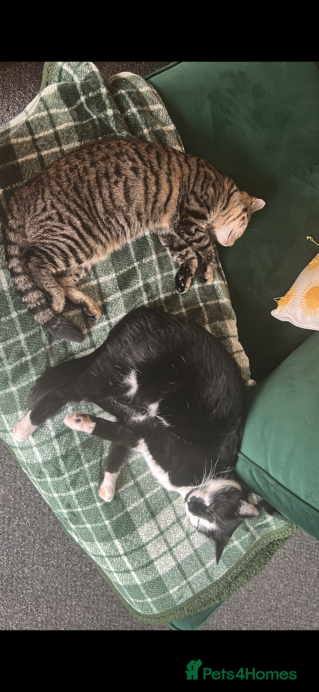 Mixed Breed cats for sale: Beautiful Femae Tabby  - Advert 2