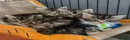 Maine Coon cats for sale: Gorgeous Chunky Maine Coon Kittens Tica Registered - Advert 1