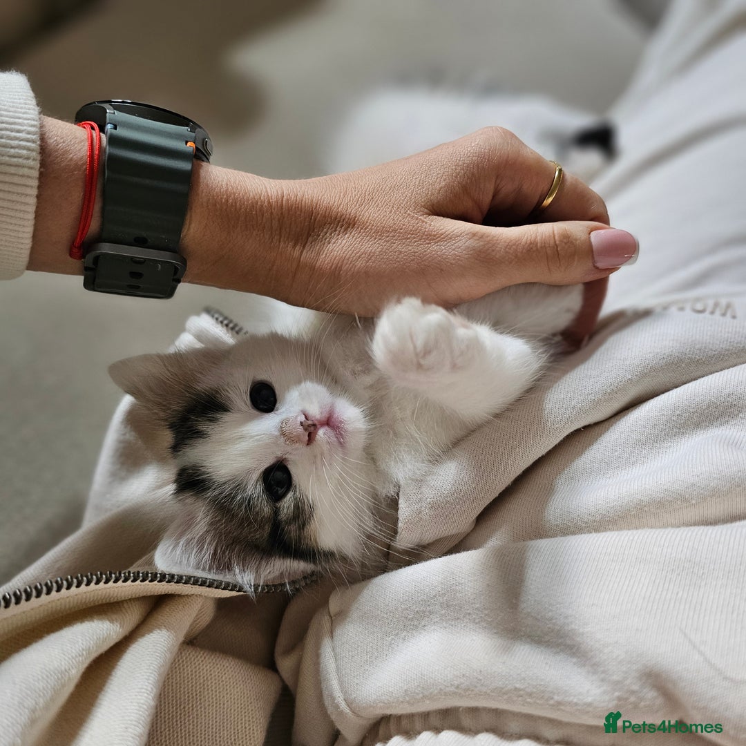 Turkish Angora cats for sale: Kitten ready to go  - Image 4