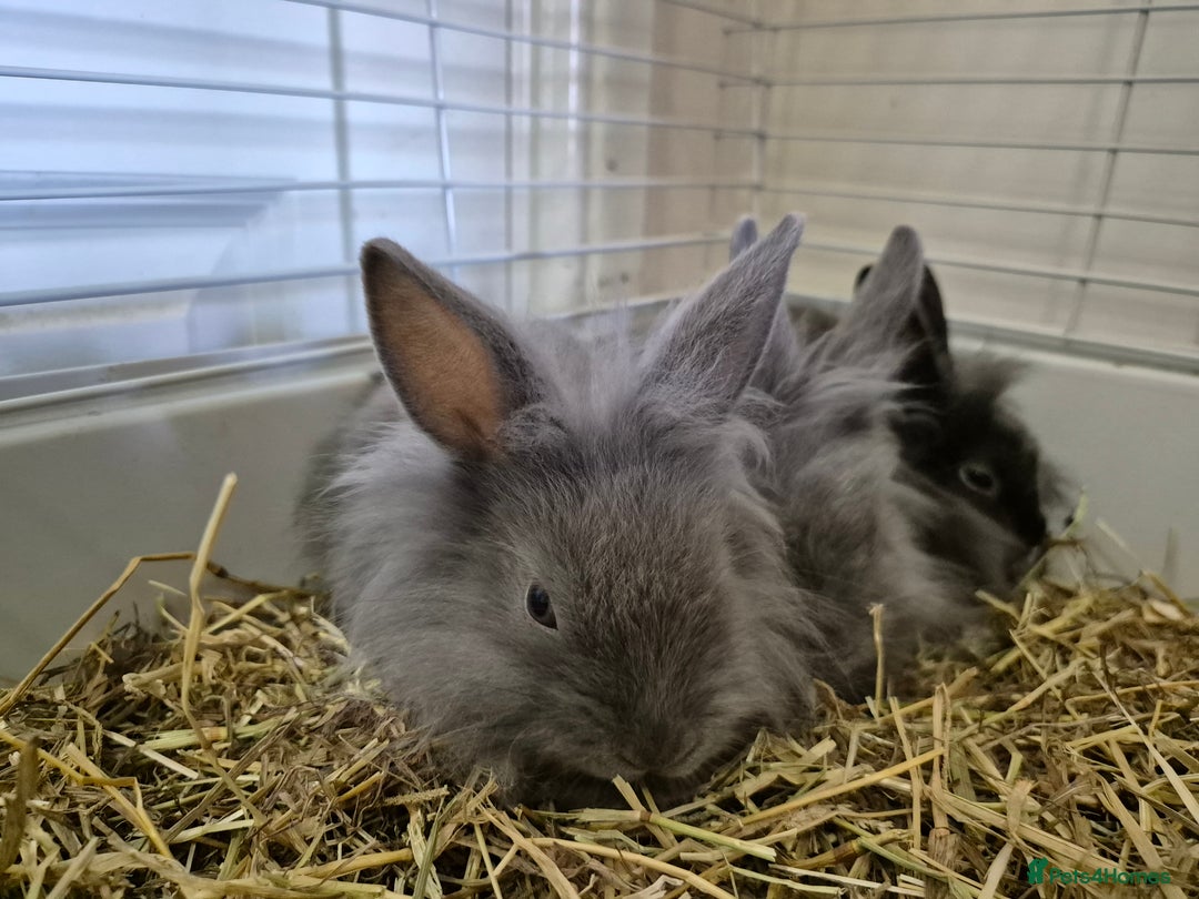 Lionhead rabbits for sale: Lionhead x angora rabbits  - Advert 9