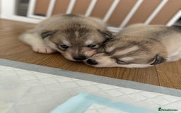 Siberian Husky dogs for stud: PROVEN KC Registered Siberian Husky Stud ONLY in Solihull - Image 24