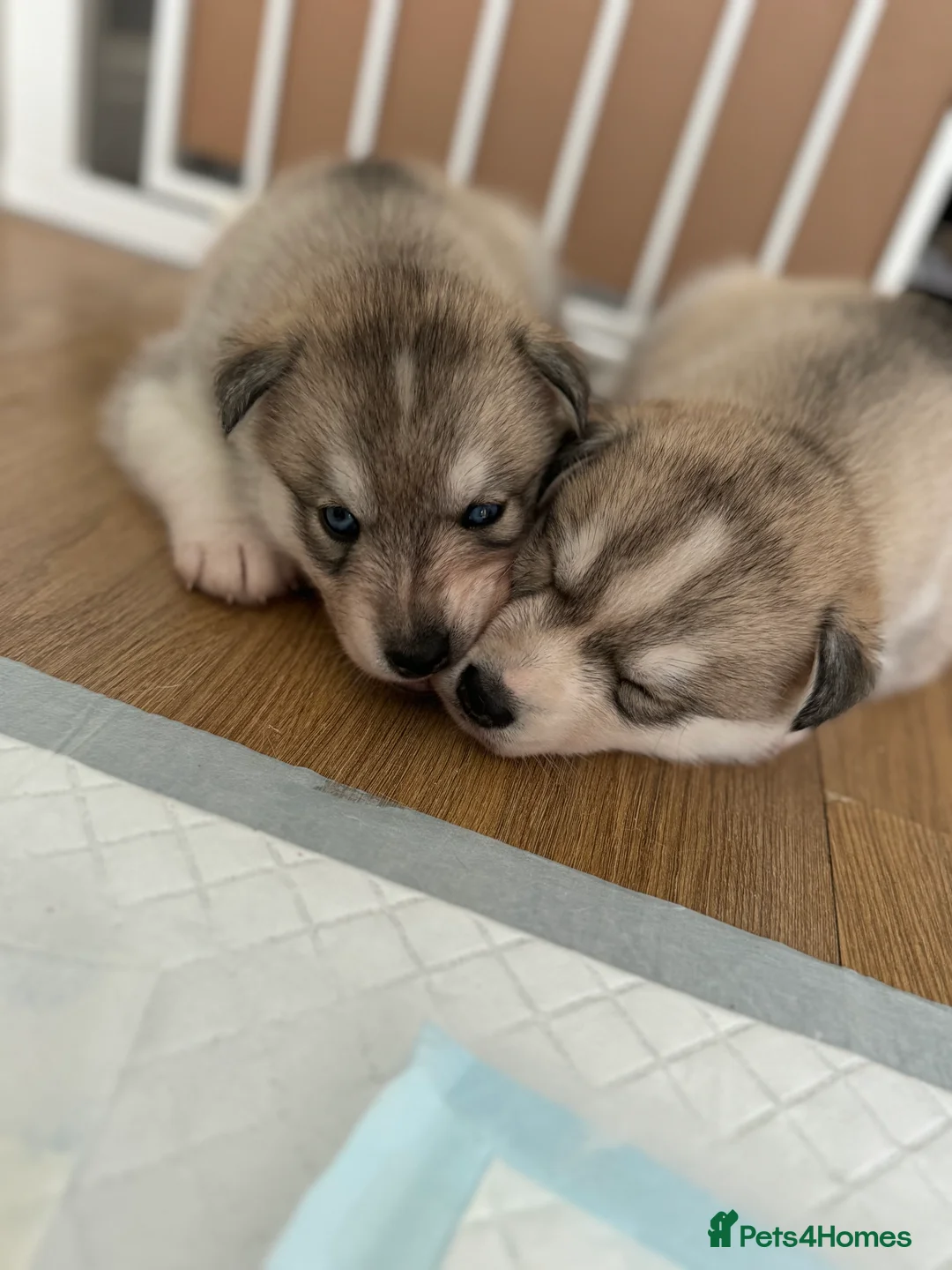 Siberian Husky dogs for stud: PROVEN KC Registered Siberian Husky Stud ONLY in Solihull - Advert 24