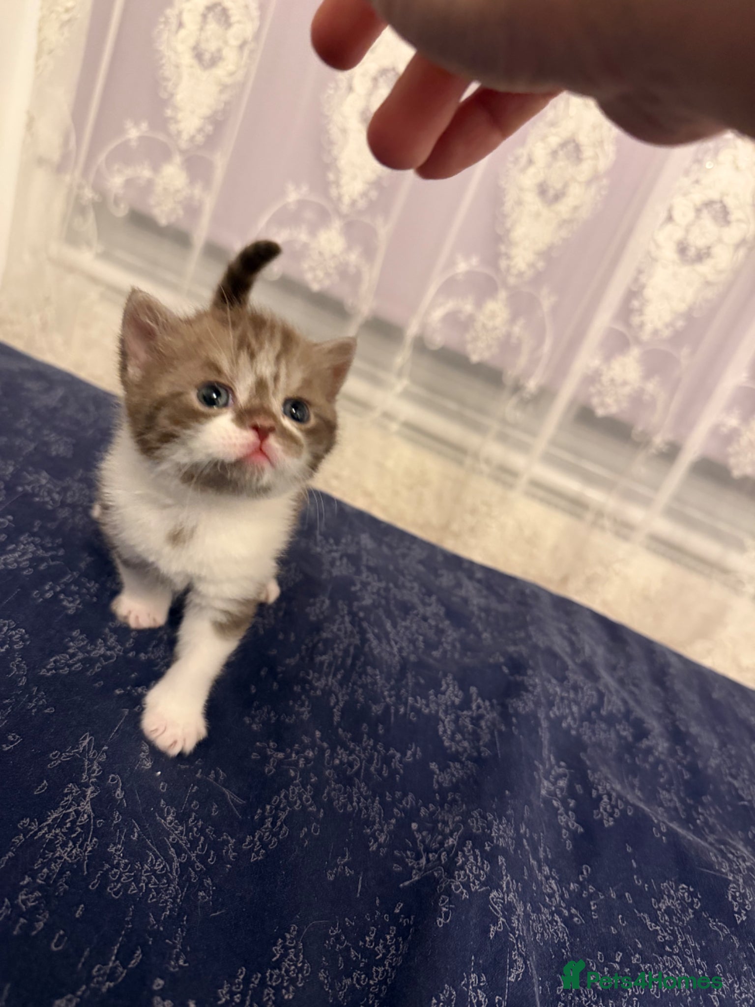 British Shorthair cats BSH kittens💚💙💜🧡🎀🎀🎀 - Advert 4