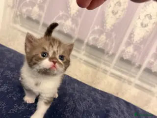 British Shorthair cats BSH kittens💚💙💜🧡🎀🎀🎀 - Advert 5