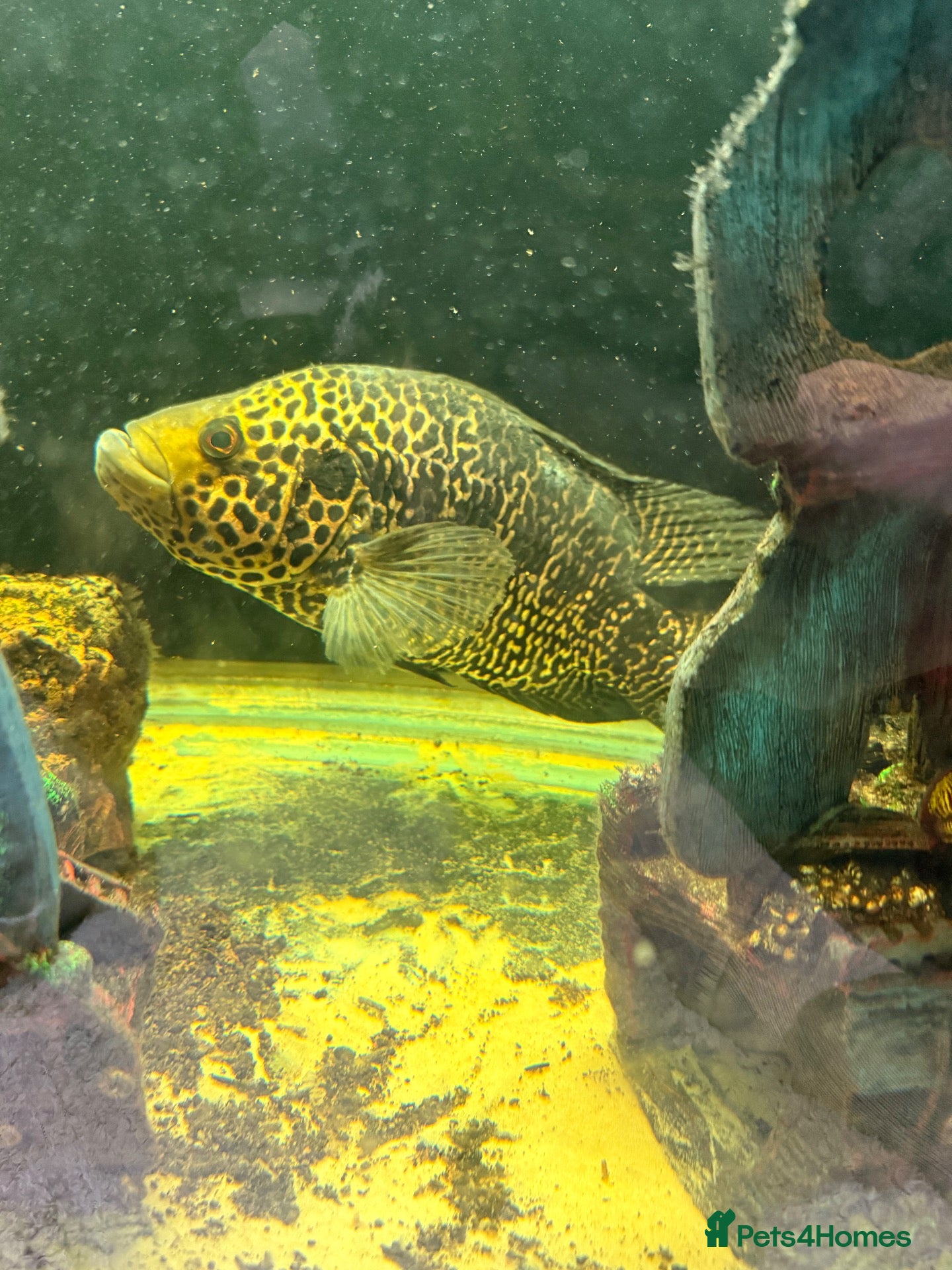 Cichlids fish for sale: Mixture of fish - Advert 1