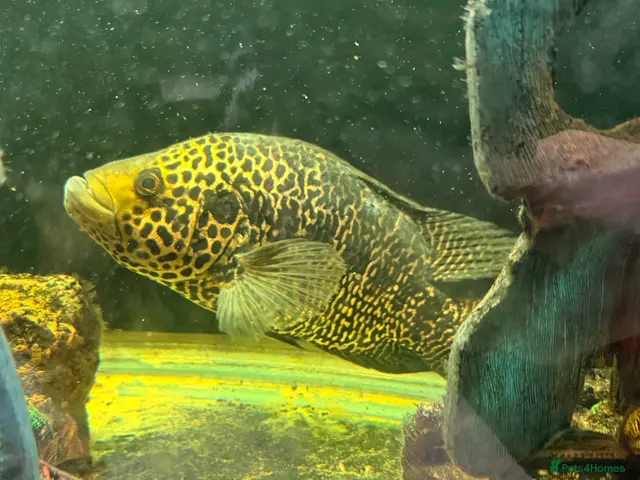 Cichlids fish for sale: Mixture of fish - Advert 1