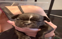 Mixed Breed dogs for sale: Frenchtons - Boston Terrier x Frenchie - Image 25