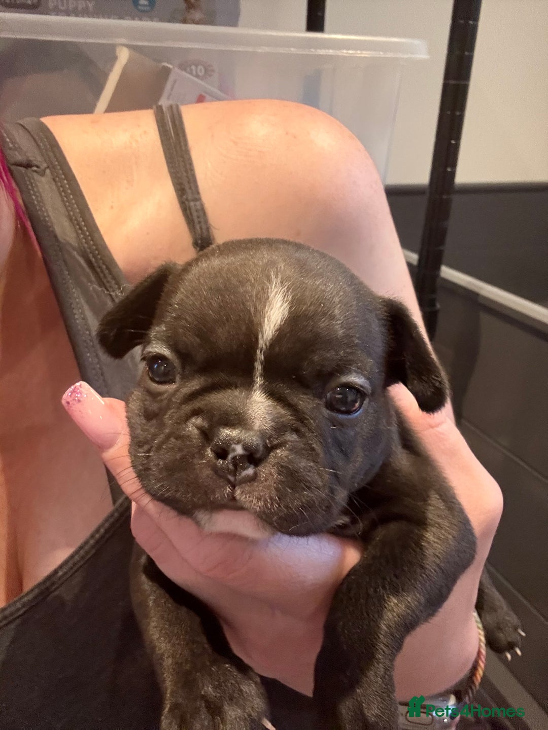 Mixed Breed dogs for sale: Frenchtons - Boston Terrier x Frenchie - Image 25