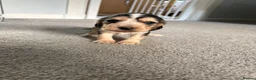 Cocker Spaniel dogs for sale: cocker spaniel puppies  - Advert 22