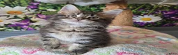 Maine Coon cats for sale: Stunning TICA Maine Coon kittens - Advert 27