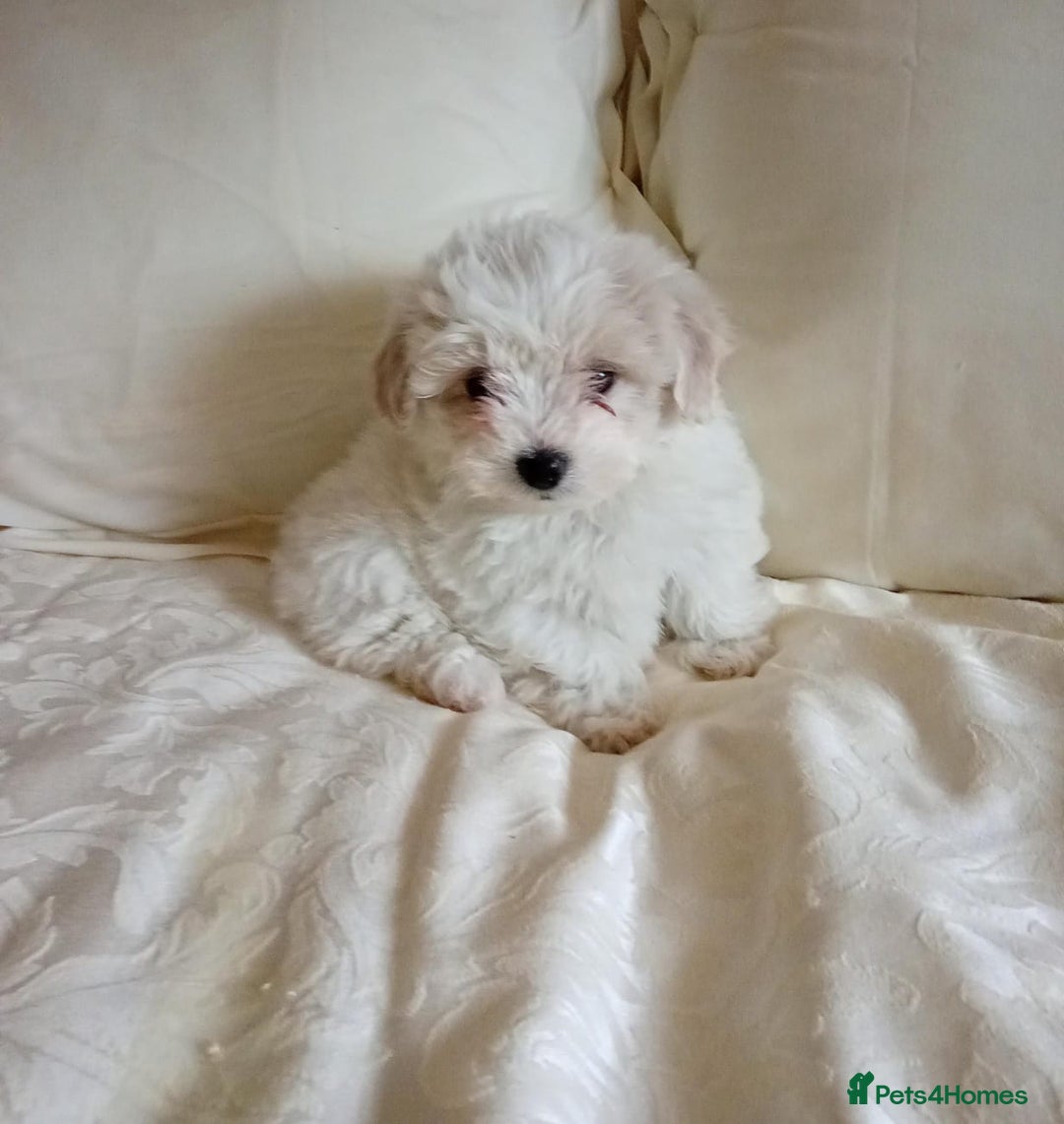 Maltipoo dogs for sale: Maltipoo puppies  - Advert 10