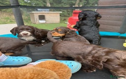 Cocker Spaniel dogs for sale: Miniature working Cocker spaniel puppies for sale - Image 11