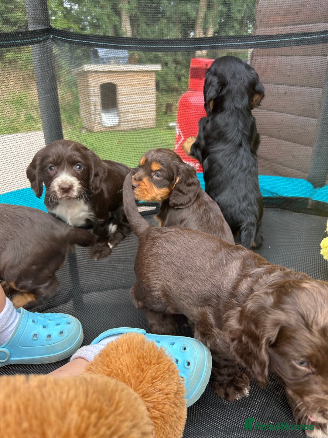 Cocker Spaniel dogs for sale: Miniature working Cocker spaniel puppies for sale - Image 11