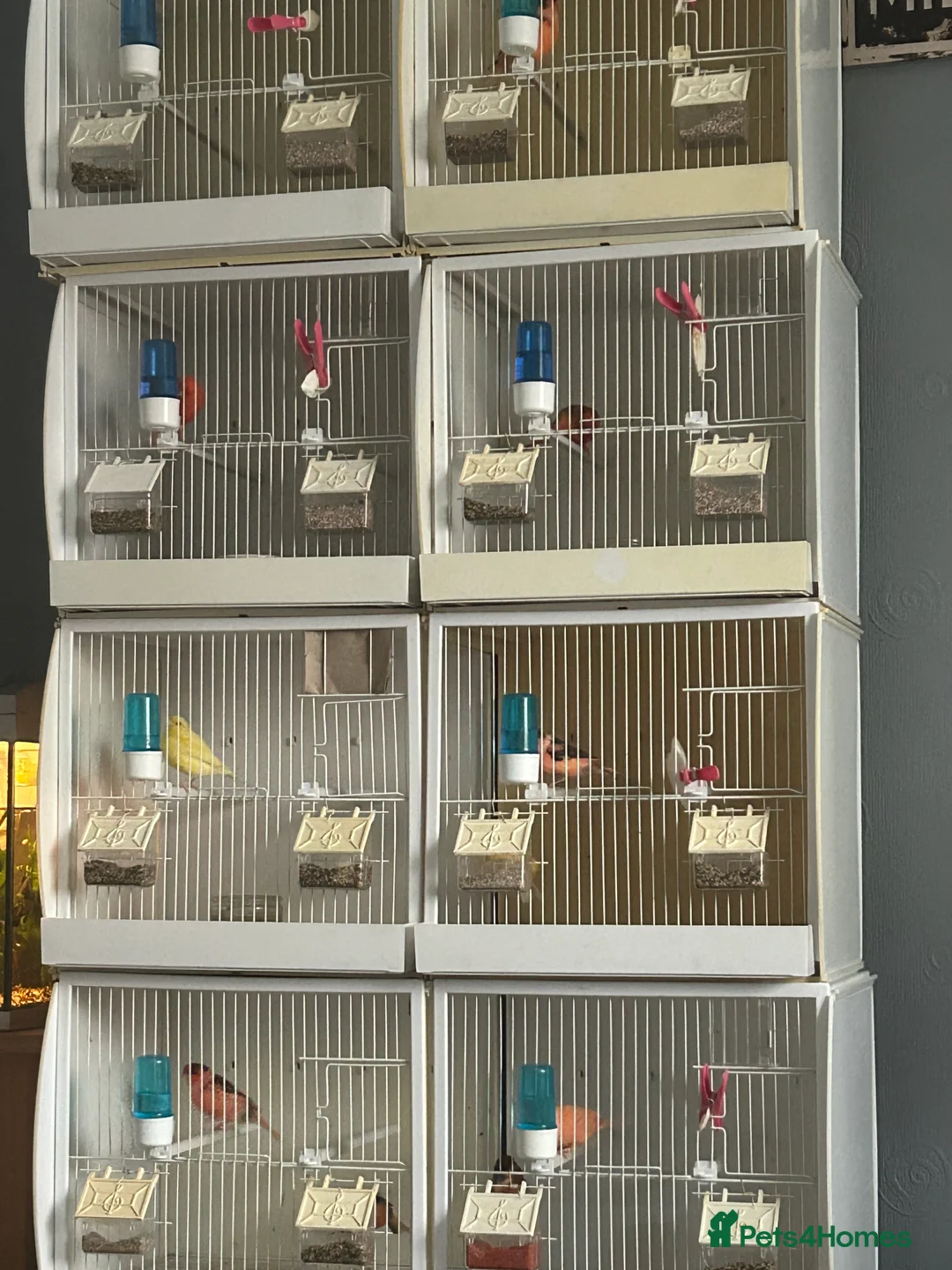 Canaries birds for sale: CANARIES AND CAGES  in Sheffield - Advert 3