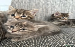 British Longhair cats for sale: Beautiful kittens by our stunning British longhair - Image 16