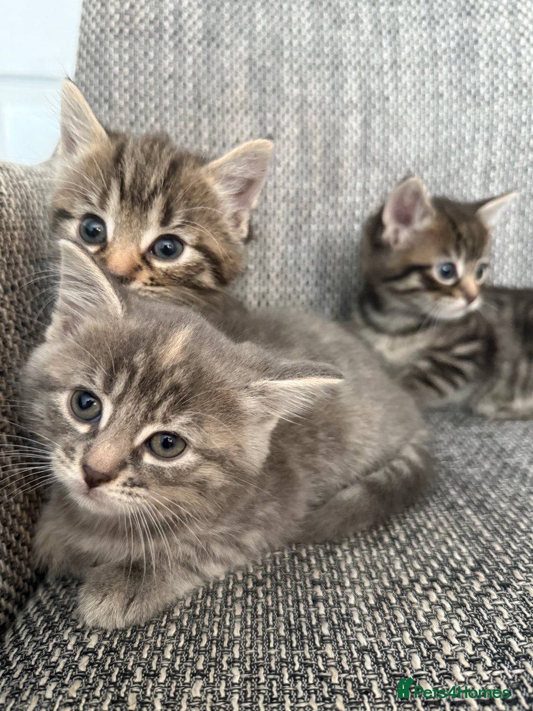 British Longhair cats for sale: Beautiful kittens by our stunning British longhair - Image 16