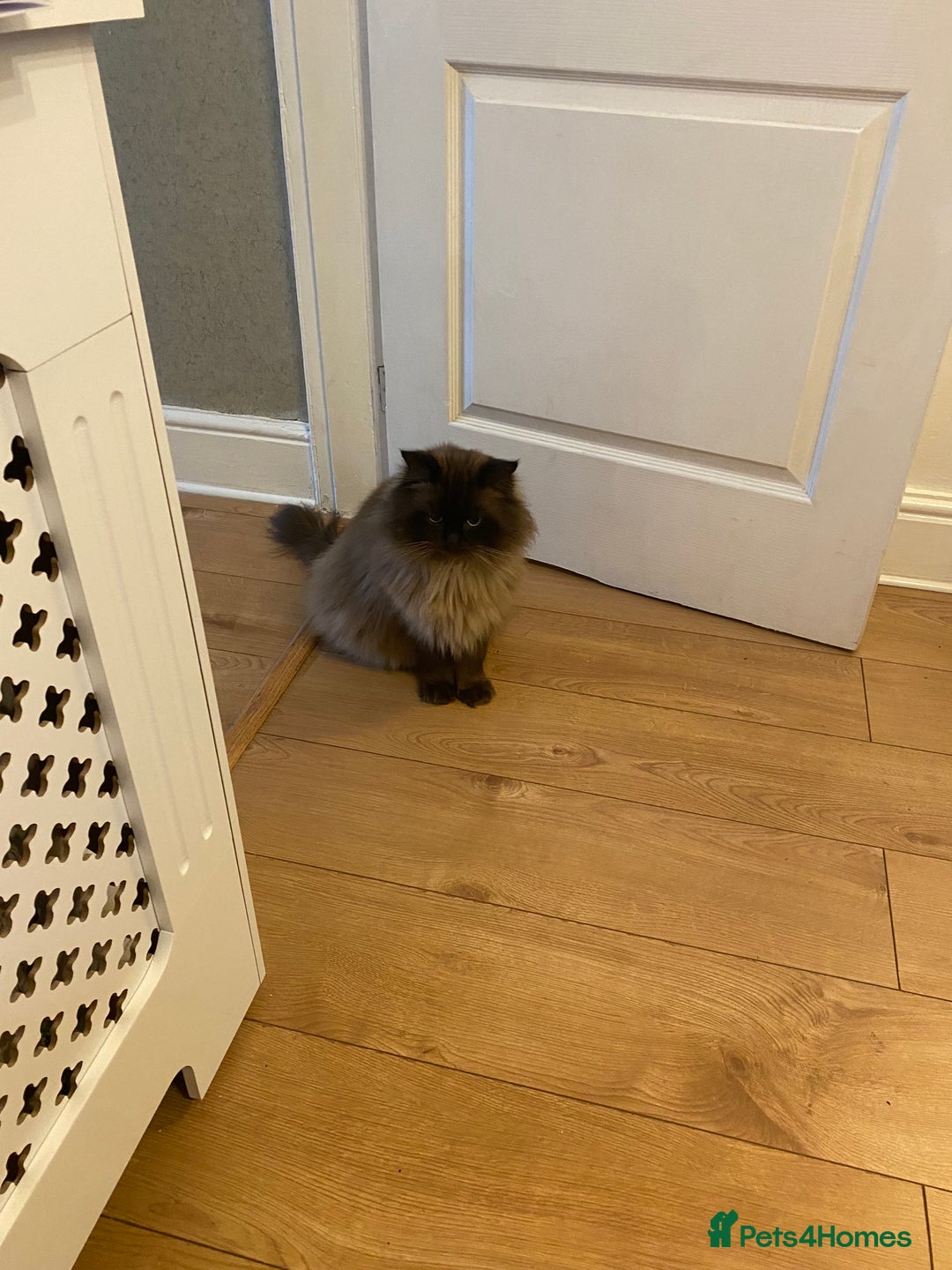 Ragdoll cats for sale: Ragdoll kittens male and female  - Advert 9