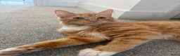 Mixed Breed cats for sale: ginger kittens  in Hailsham - Advert 3