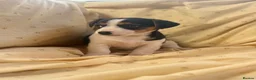 Jack Russell dogs for sale: Miniature Jack Russle puppies - Advert 10