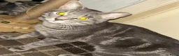 American Shorthair cats for sale: 1 left !! adorable grey kittens🐱 - Advert 7