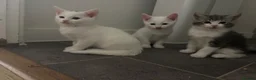 Mixed Breed cats for sale: Adorable litter of kittens  - Advert 27