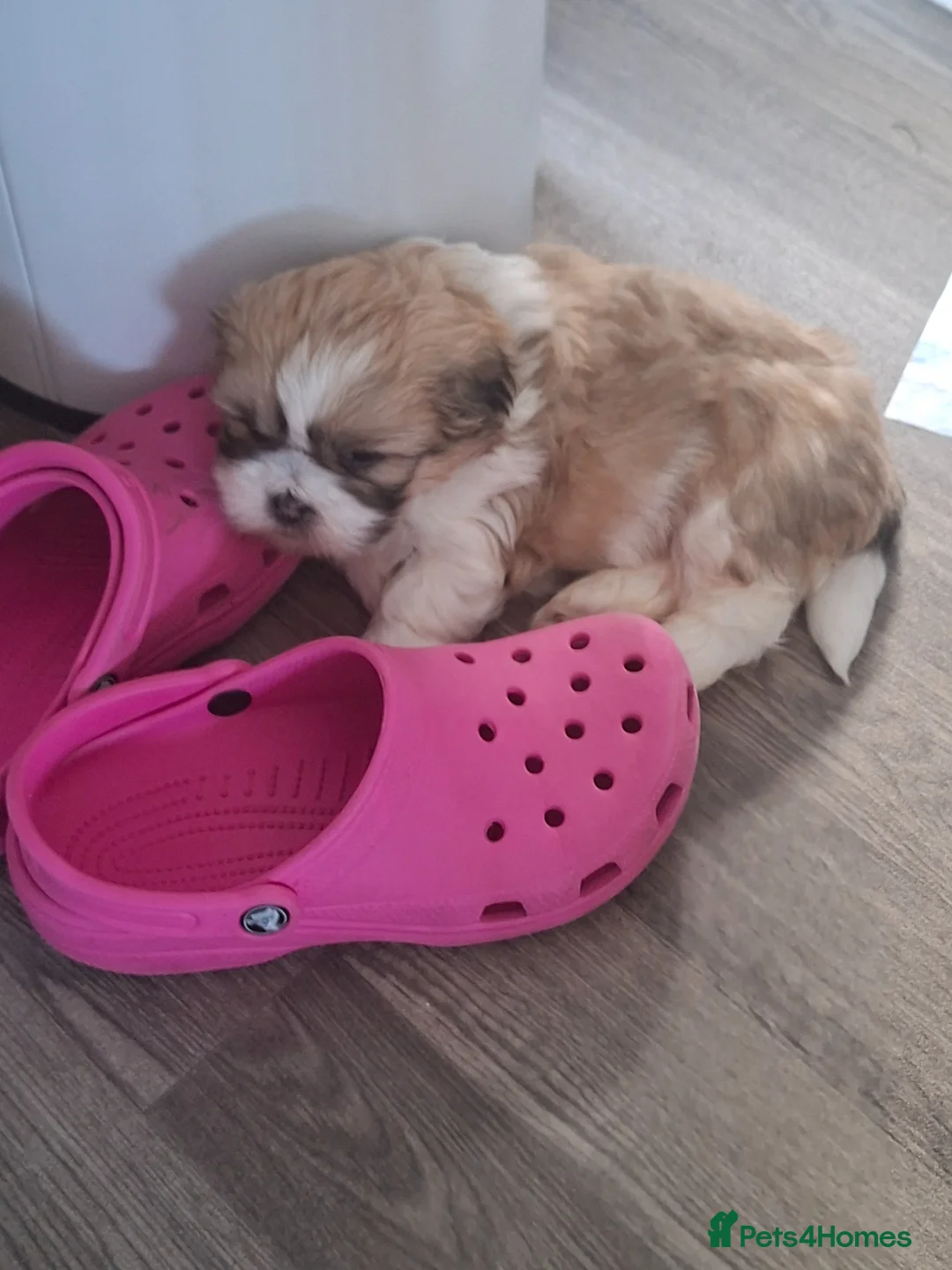 Lhasa Apso dogs for sale: Lhaso's  - Advert 2